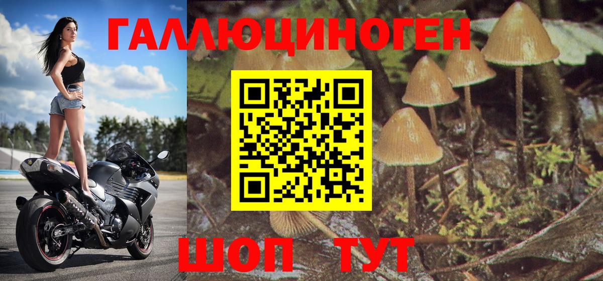 Галлюциногенные грибы Psilocybe Крымск
